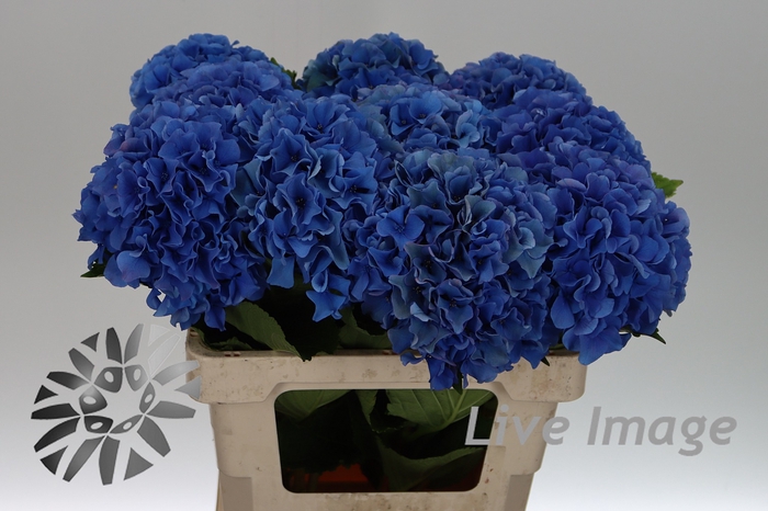 <h4>Hydrangea royal parade</h4>