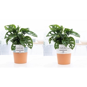 Monstera Adansonii in P&PURE Terra Cotta 4 ass. 2
