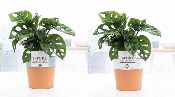 <h4>Monstera Adansonii in P&PURE Terra Cotta 4 ass. 2</h4>