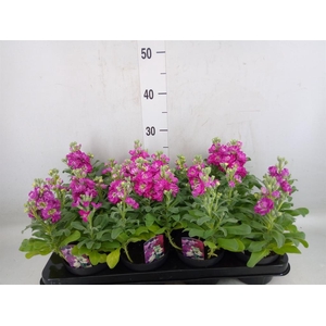 Matthiola incana Cinderella Red