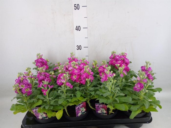 <h4>Matthiola incana Cinderella Red</h4>