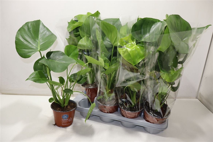 <h4>Monstera Deliciosa</h4>