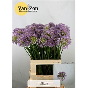 ALLIUM SENESCENS