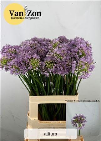 <h4>ALLIUM SENESCENS</h4>