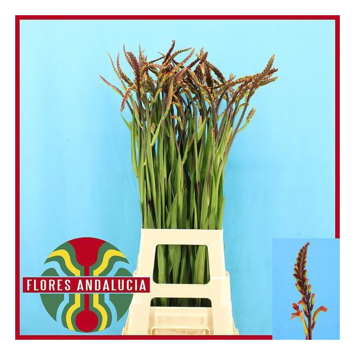 <h4>CHASMAN SATURNUS</h4>