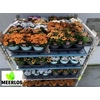 Osteo Ov Mixk 1 Klr Per Tray