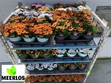 Osteo Ov Mixk 1 Klr Per Tray