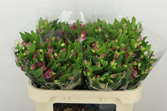 <h4>Alstr Fl Noa</h4>