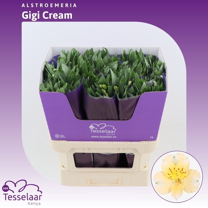 <h4>Alstroemeria Gigi Cream | Heavy Quality</h4>