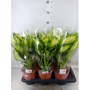 Dieffenbachia  'Camilla'