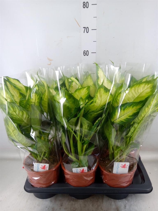 <h4>Dieffenbachia  'Camilla'</h4>