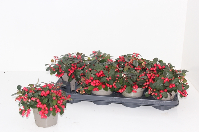 <h4>GAULTH PR BIG BERRY</h4>