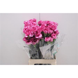 Di St Amico Lavender