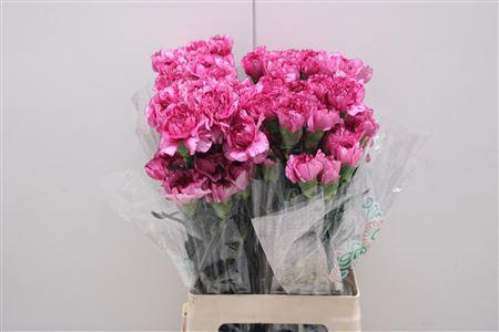 <h4>Di St Amico Lavender</h4>