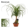 Beaucarnea recht 16 cm schaal (Decorum)