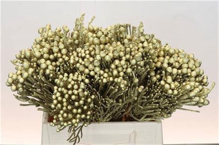 <h4>Kaaps Groen Silver Brunia Paint Gold</h4>