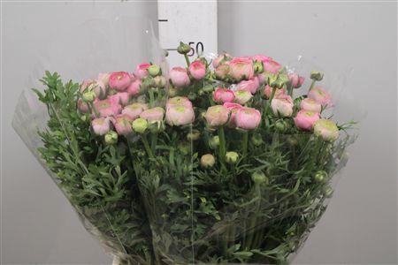 <h4>Ran Aazur Rose</h4>