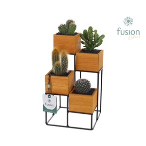 Tower hout met metaal met Cactussen