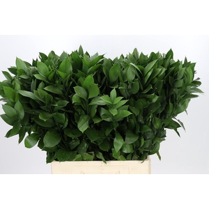 Ruscus Hypophyllum