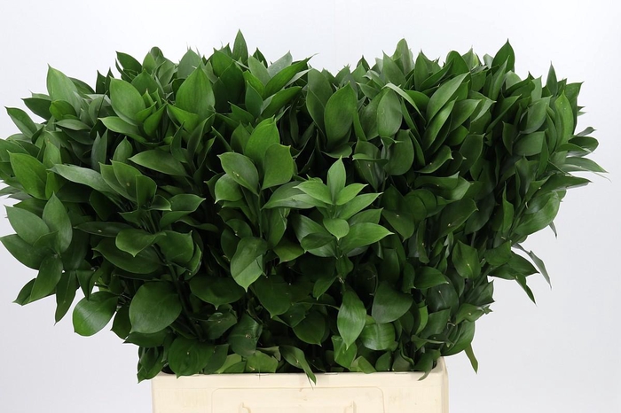 Ruscus Hypophyllum