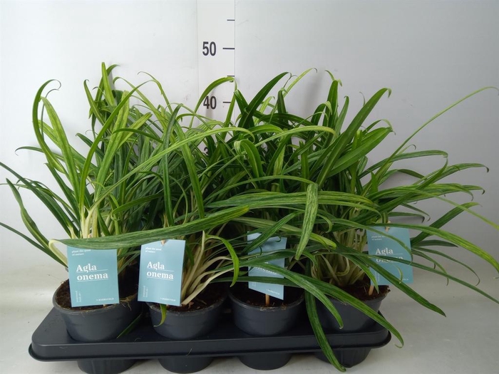 <h4>Aglaonema ...</h4>