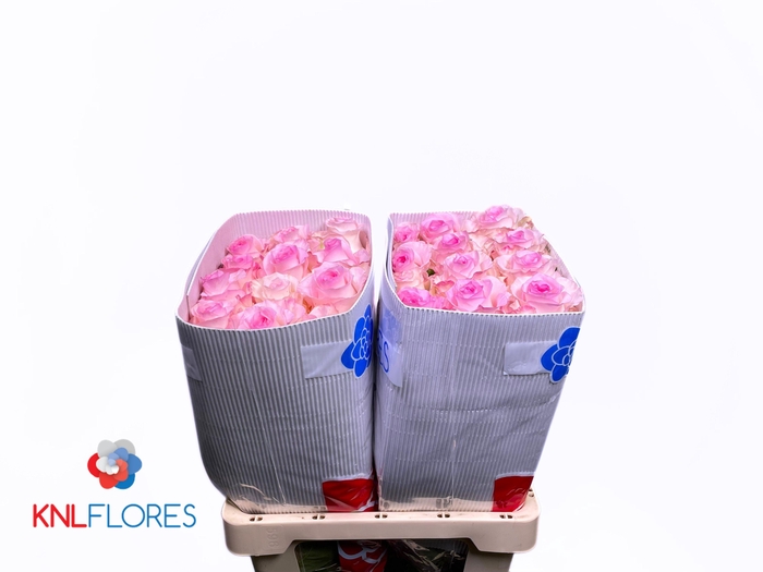 <h4>R GR MANDALA</h4>