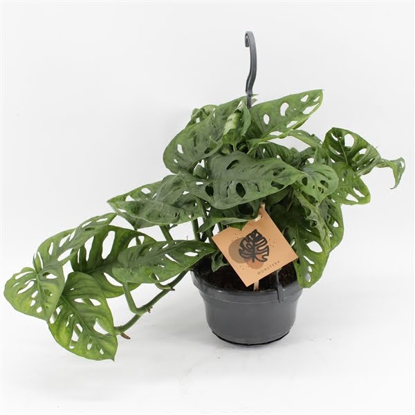 <h4>Monstera Monkey Leaf in hangpot</h4>