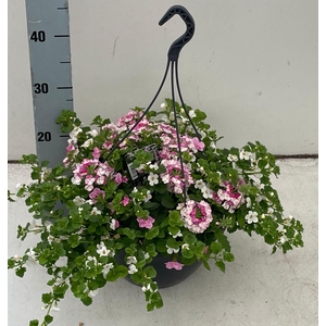 PERKPL GEM IN POT