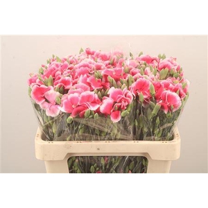 Di Symply Cherry Cerise