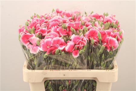 <h4>Di Symply Cherry Cerise</h4>