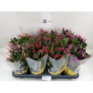 Rhipsalidopsis   ...