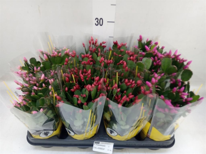 <h4>Rhipsalidopsis   ...</h4>