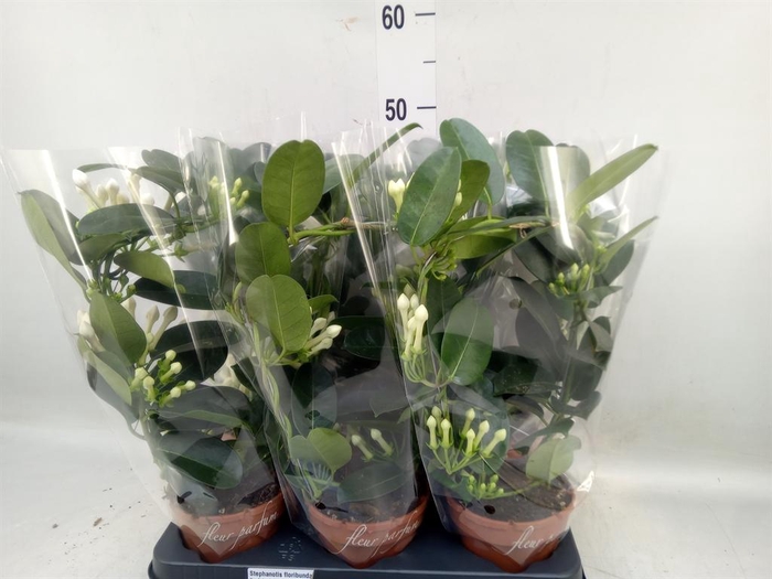 <h4>Stephanotis floribunda   ...</h4>