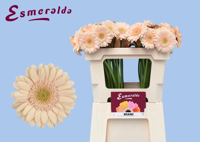 <h4>GE MI MIAMI</h4>