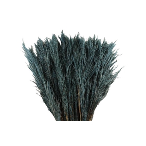 Cortaderia Grey Fanel Super