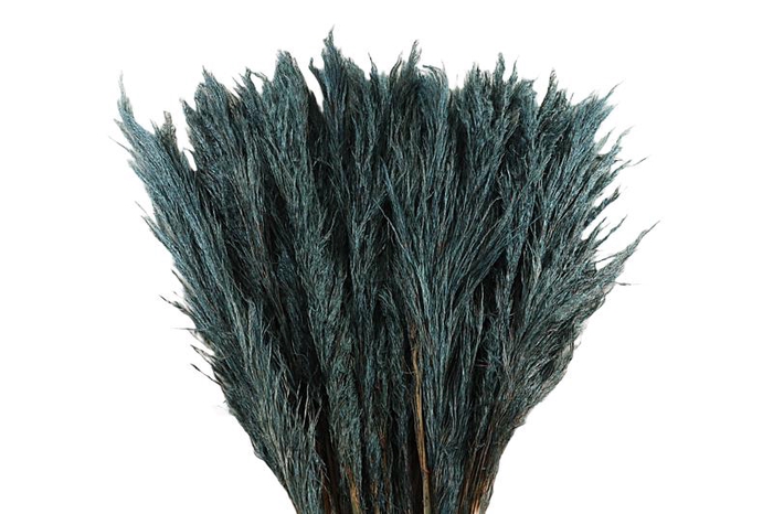 <h4>Cortaderia Grey Fanel Super</h4>