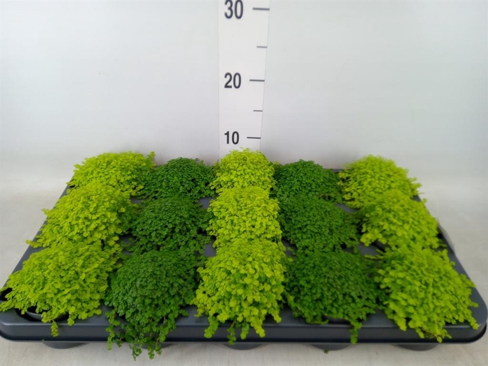 <h4>Soleirolia soleirolii   ...mix 2</h4>