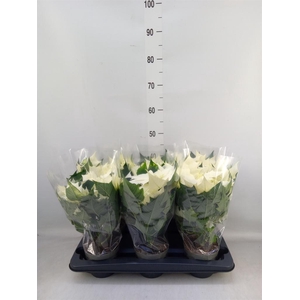 Euphorbia pulc. 'Alaska'