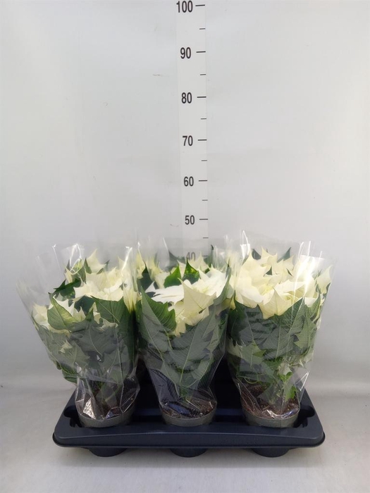 <h4>Euphorbia pulc. 'Alaska'</h4>