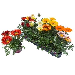 GAZ R B KIS GEM