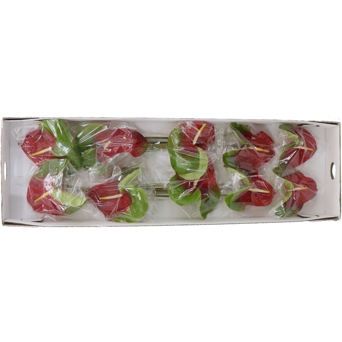 <h4>Anthurium Amigo</h4>