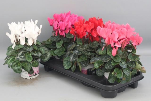 <h4>CYCL GR SUP XL</h4>