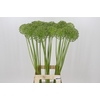 Allium Zaadbollen