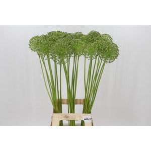 Allium Zaadbollen