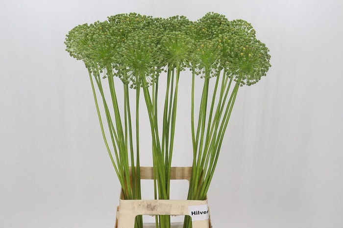 <h4>Allium Zaadbollen</h4>
