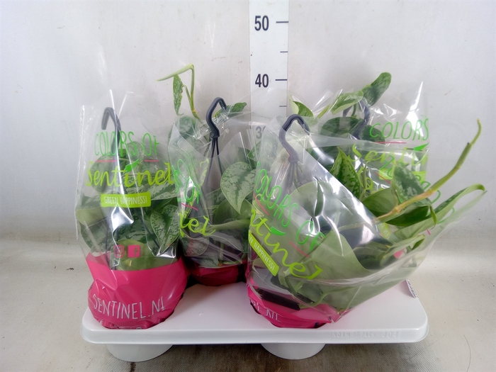 <h4>Scindapsus pictus 'Trebie'</h4>