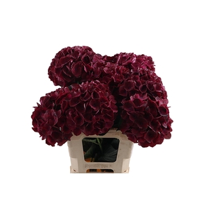 Hydr Ruby Aubergine 60 cm Vicini