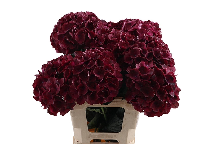 <h4>Hydr Ruby Aubergine 60 cm Vicini</h4>