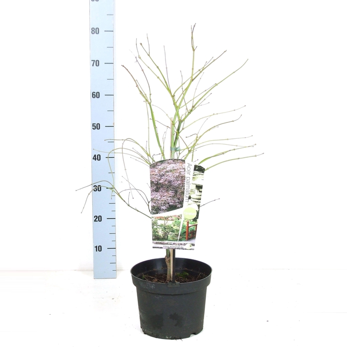<h4>Acer palmatum 'Ornatum' P23</h4>