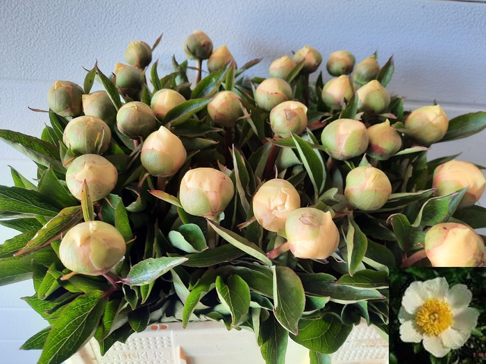 <h4>PAEO CLAIRE DE LUNE</h4>